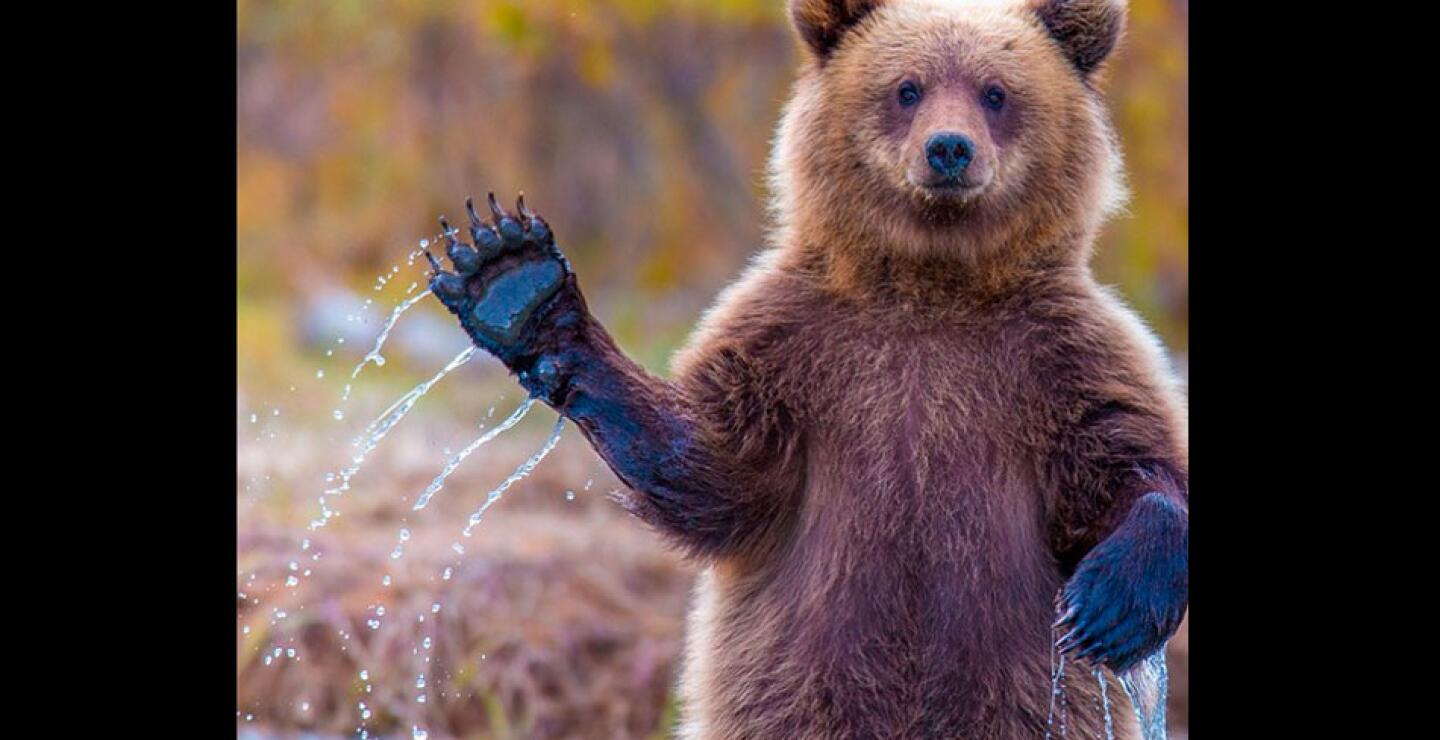 Un oso grizzly parace saludar en una imagen tomada en el Lake Clark National Park.