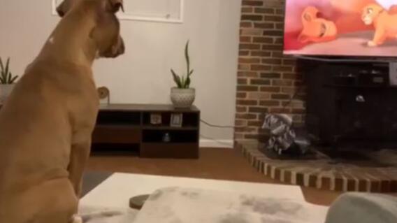 14538_La Kalle - Perro se pone triste con la escena de El rey león - Foto Facebook 14538_La Kalle - Perro se pone triste con la escena de El rey león - Foto Facebook