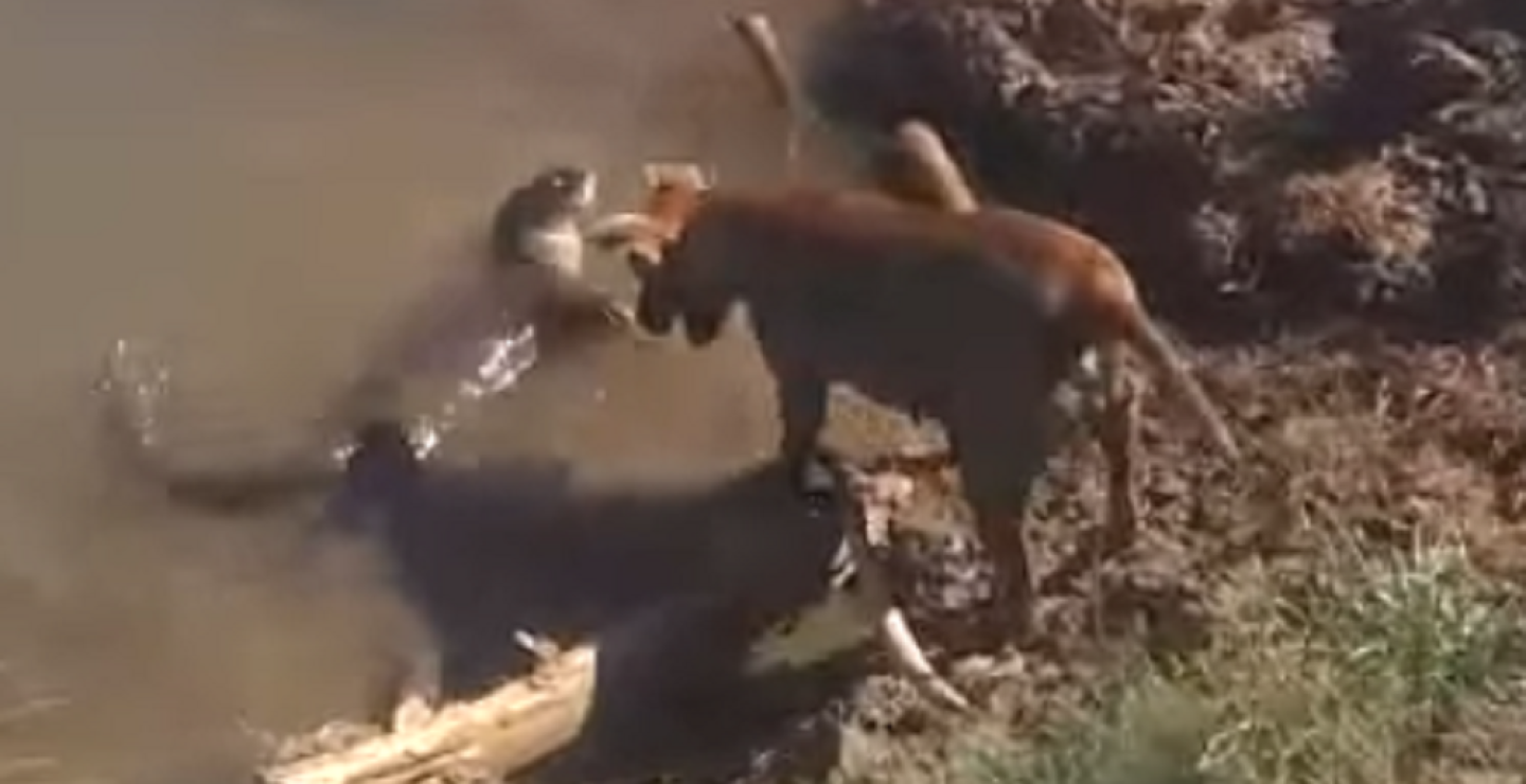 337680_BLU Radio. Graban juego entre un perro y una nutria en Puerto Nare / Foto: Captura de video