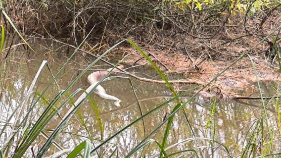 Limpieza ambiental en la Ciénaga San Silvestre tras fuga en poliducto Galán–Chimitá.jpg