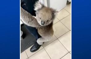 Amor a primera vista: este koala encontró a su media naranja entre los humanos