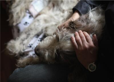 365681_Mascotas_Eutanasia // Foto: Referencia AFP