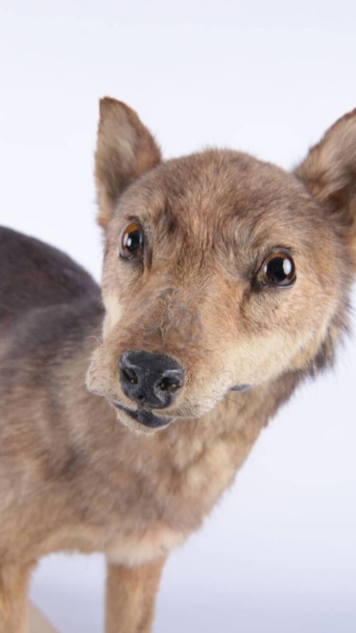 Ejemplar disecado del extinto lobo japonés