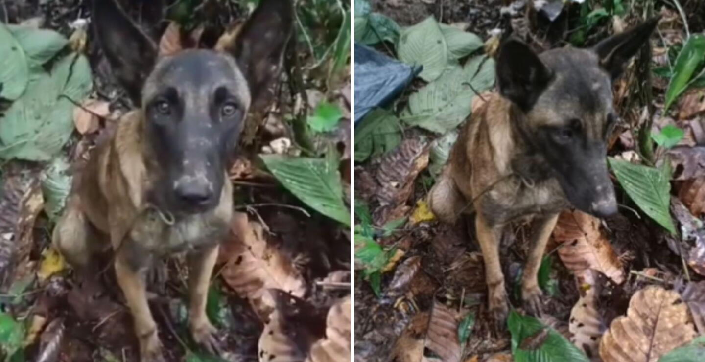 ¿Apareció Wilson? Investigan si es este perro, supuestamente hallado en la selva del Caquetá