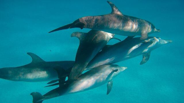 Captado en cámara: el tierno juego de unos delfines en el Mediterráneo