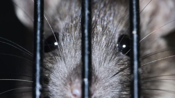 ratas