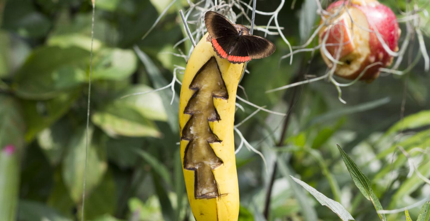 275580_Foto: Zoólogico de Cali