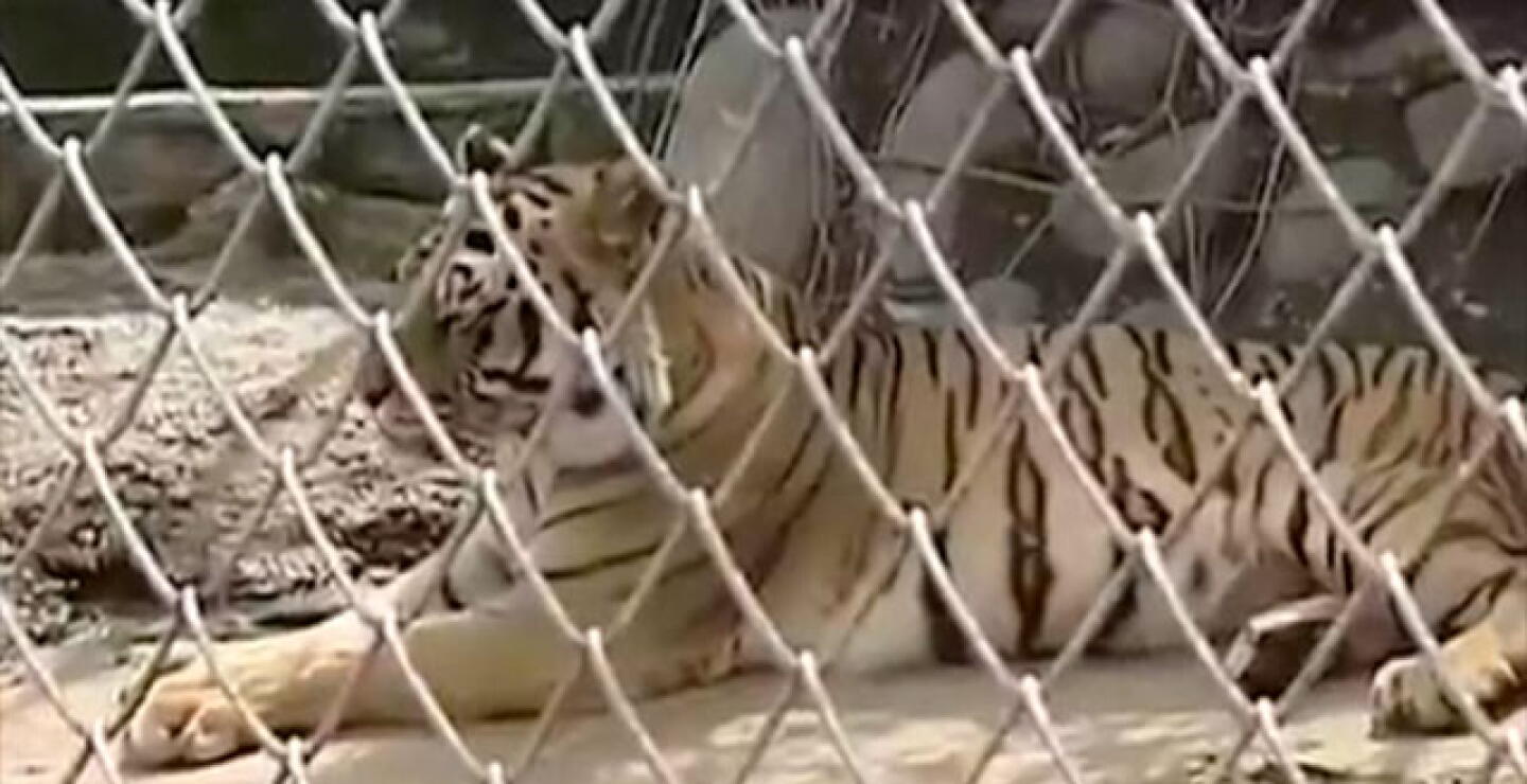 tigre_8.jpg