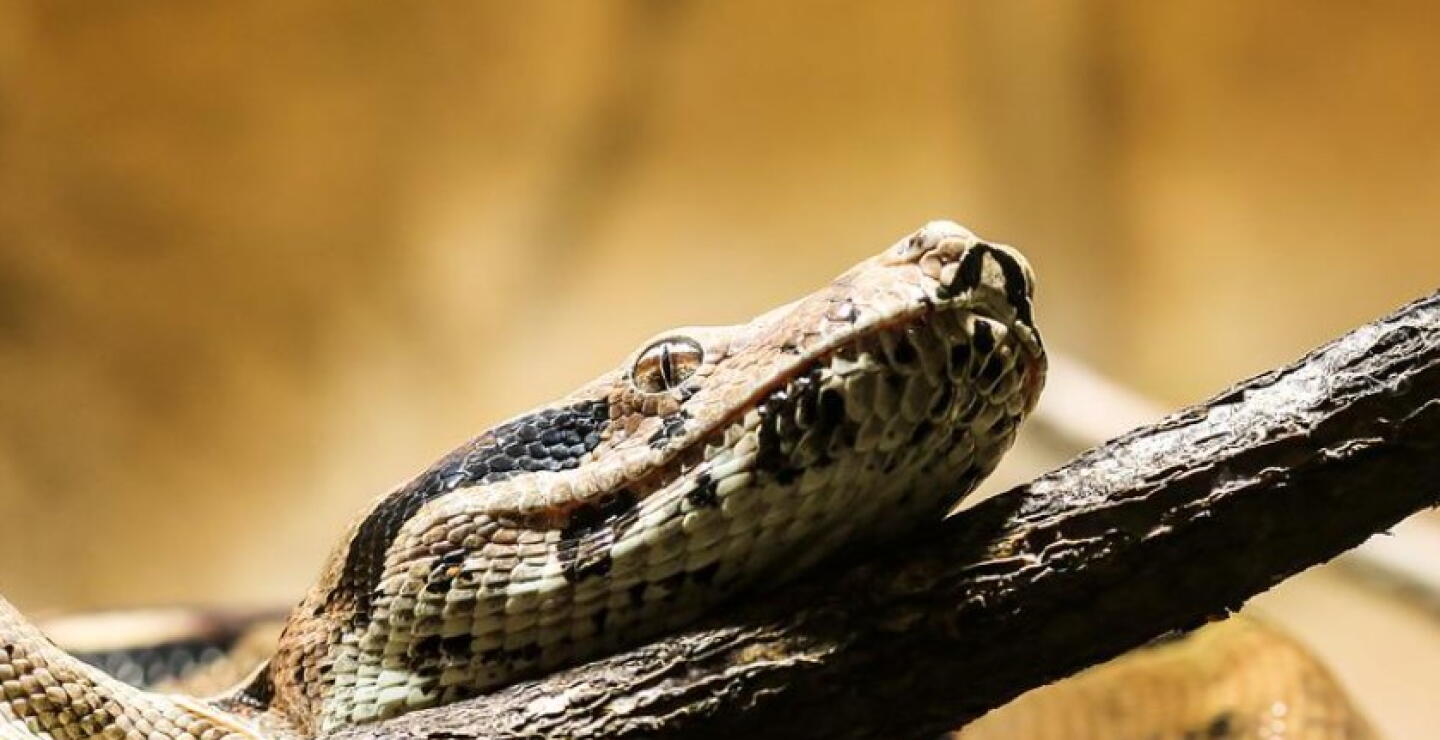 boa