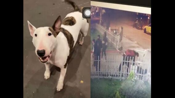 Perro de apoyo emocional hurtado en Suba Perro de apoyo emocional hurtado en Suba