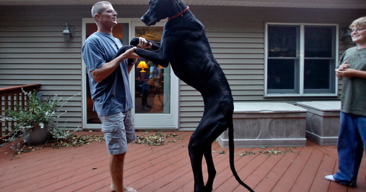 cuantos años tenia fe el perro de 2 patas