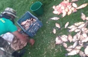 319967_Blu Radio / Peces // Foto: Cortesía