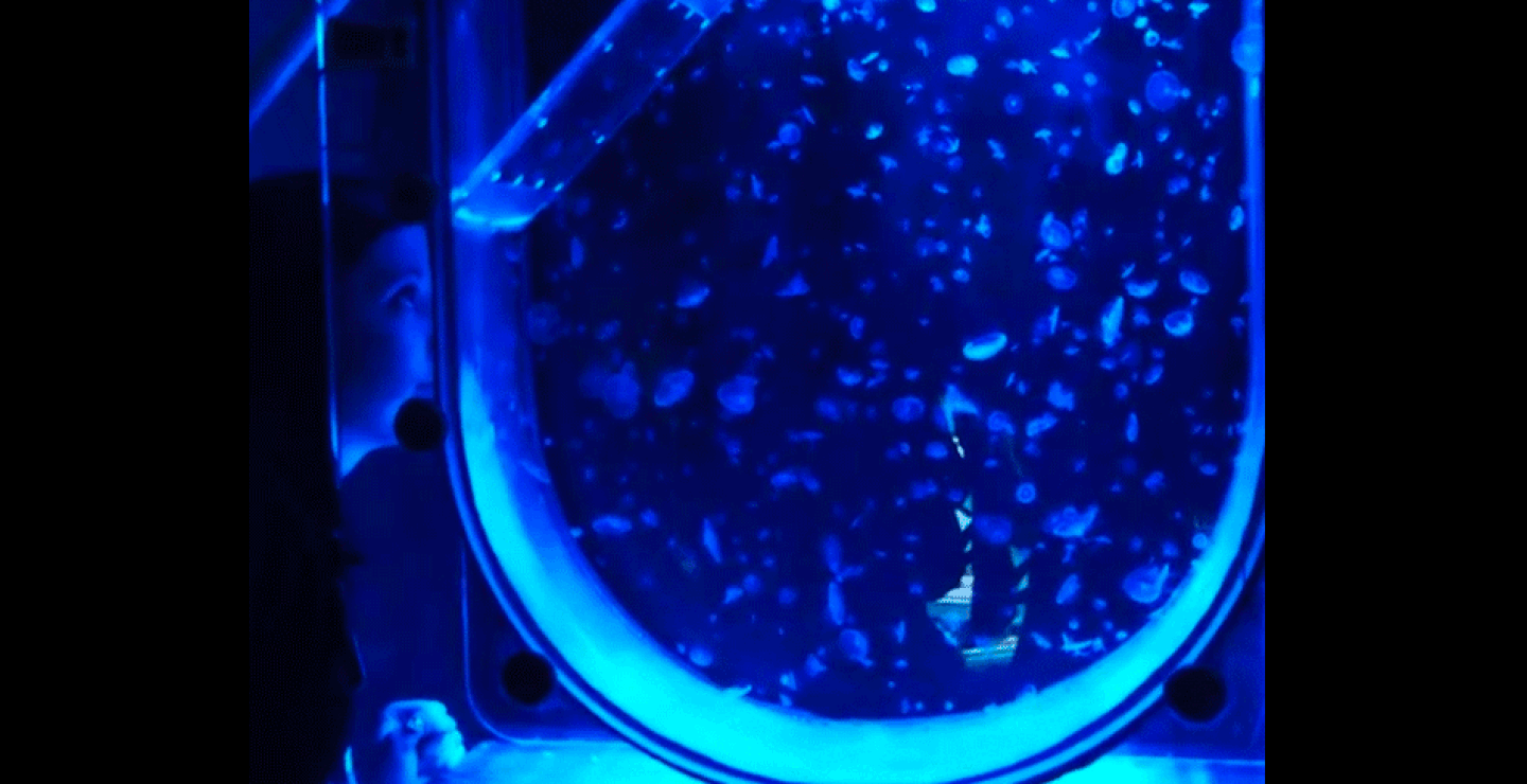 londonzoo1.gif