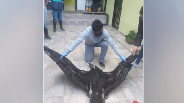 condor muerto condor muerto