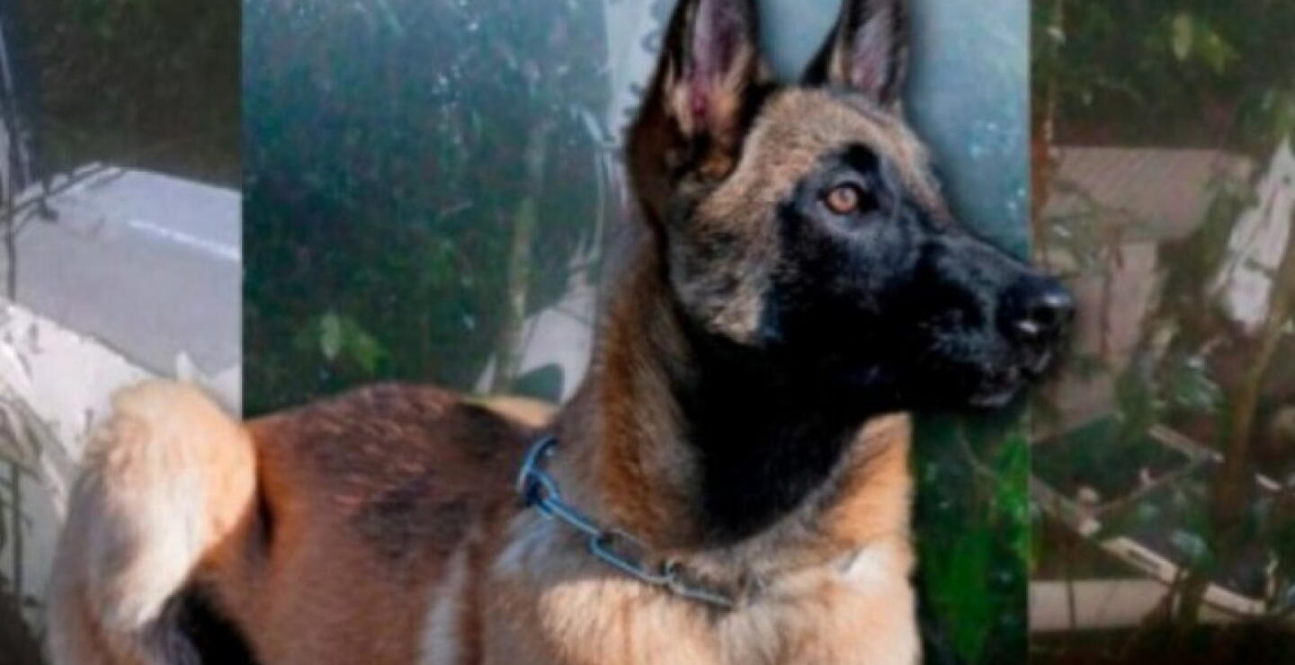 Entrenador de Wilson habló de las hazañas del perrito en las FFMM: “Siempre sobresalió en el curso”
