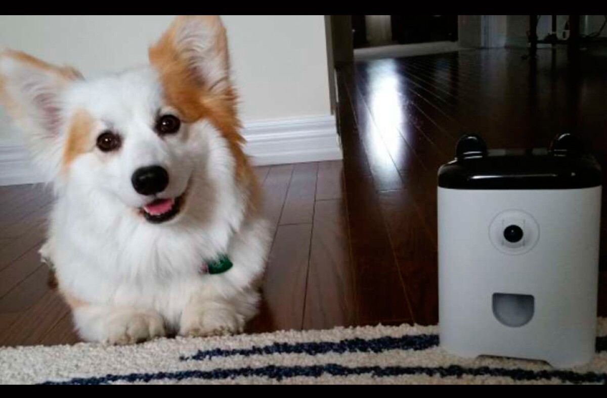 petbot.jpg