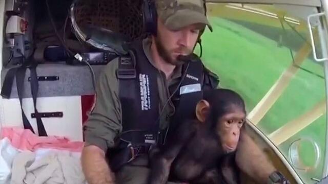 Chimpancé es salvado de cazadores y recibe un emocionante viaje en helicóptero