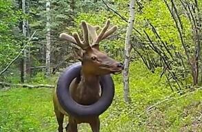 Se presume que el ciervo se enredó en el material antes de que le empezaran a crecer sus cuernos