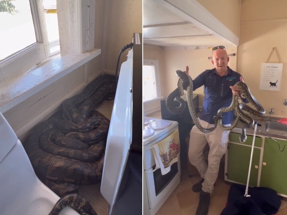 Impresionante video mujer encontró a dos pitones apareándose en su