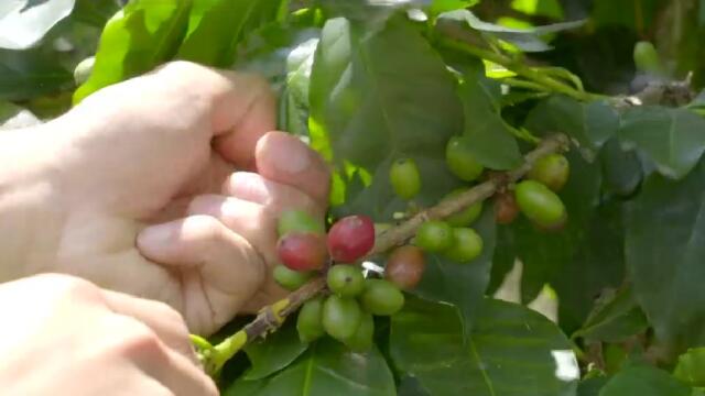 Piden incentivos para que los jóvenes de Caldas se queden cultivando el café Piden incentivos para que los jóvenes de Caldas se queden cultivando el café