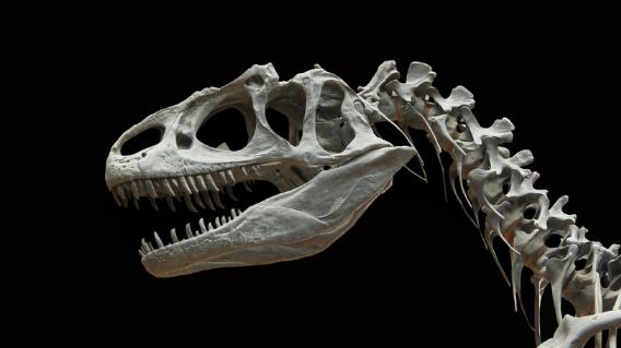 24361_Dinosaurio referencia // FOTO: Pixabay 24361_Dinosaurio referencia // FOTO: Pixabay