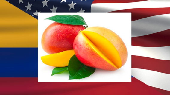 MANGO EXPORTACION USA