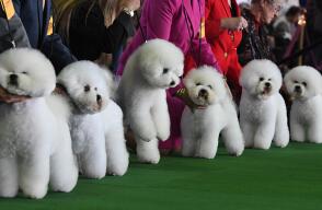 318394_perros970.jpg
