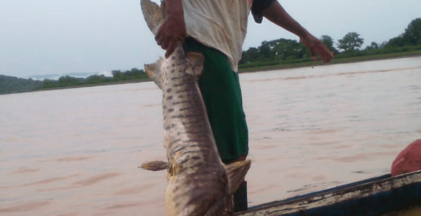 mortandad_de_peces.png