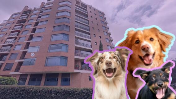 ¡OJO! Espantosa multa de más de $400.000 para dueños de mascotas en conjuntos residenciales ¡OJO! Espantosa multa de más de $400.000 para dueños de mascotas en conjuntos residenciales