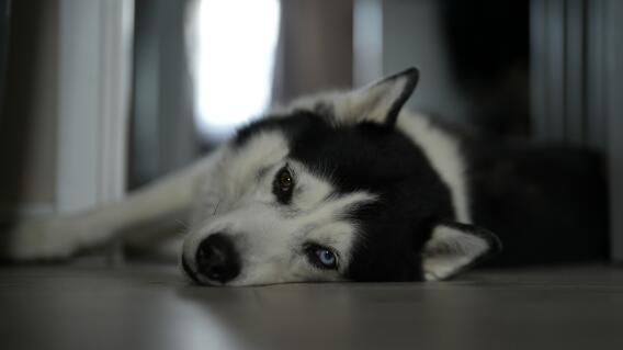 Perro Husky Perro Husky