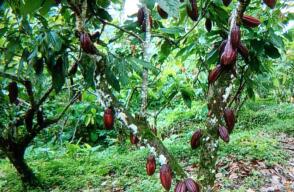 347422_cacao_1.jpg