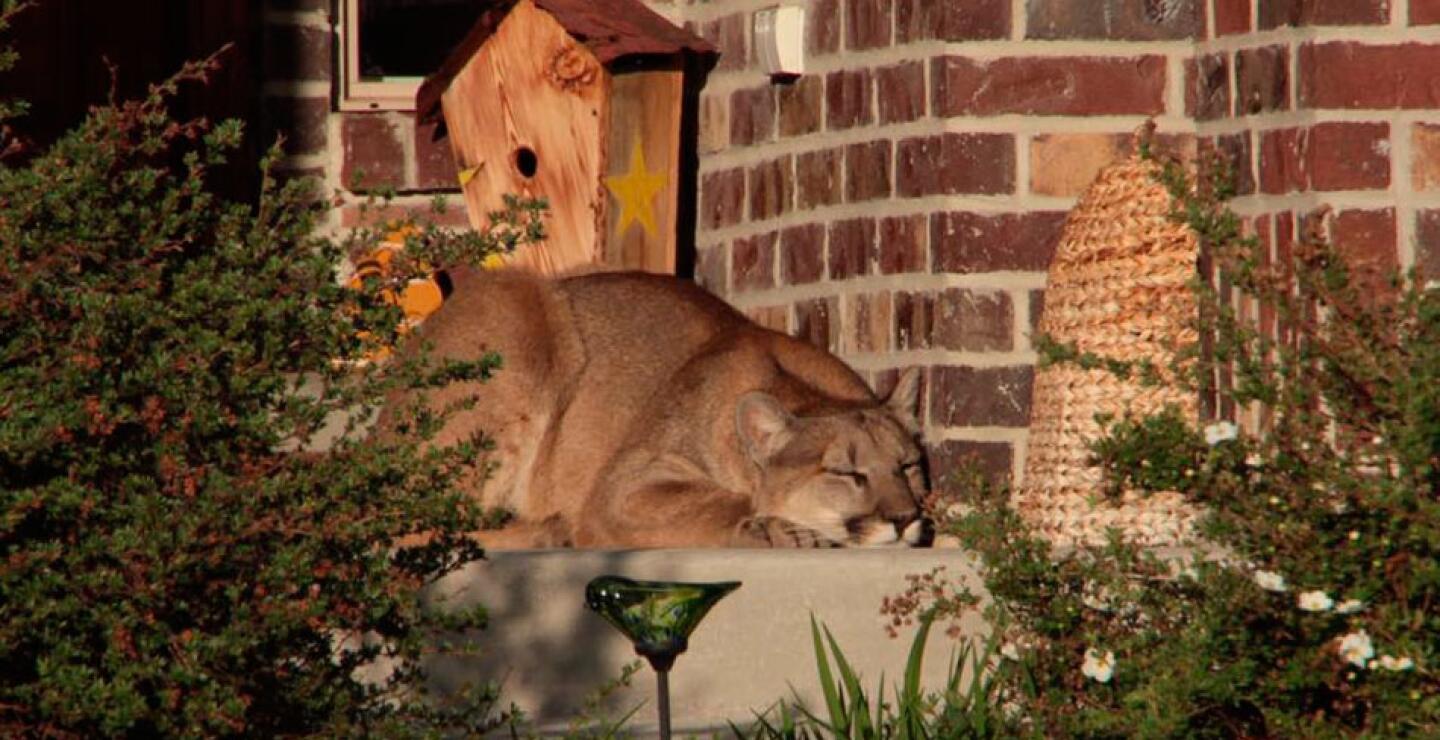 “No es un perro, no es un perro, no es un perro” fue lo primero que vino a su mente, dice ella, al darse cuenta de que no era la clase de mascota que pensaba.