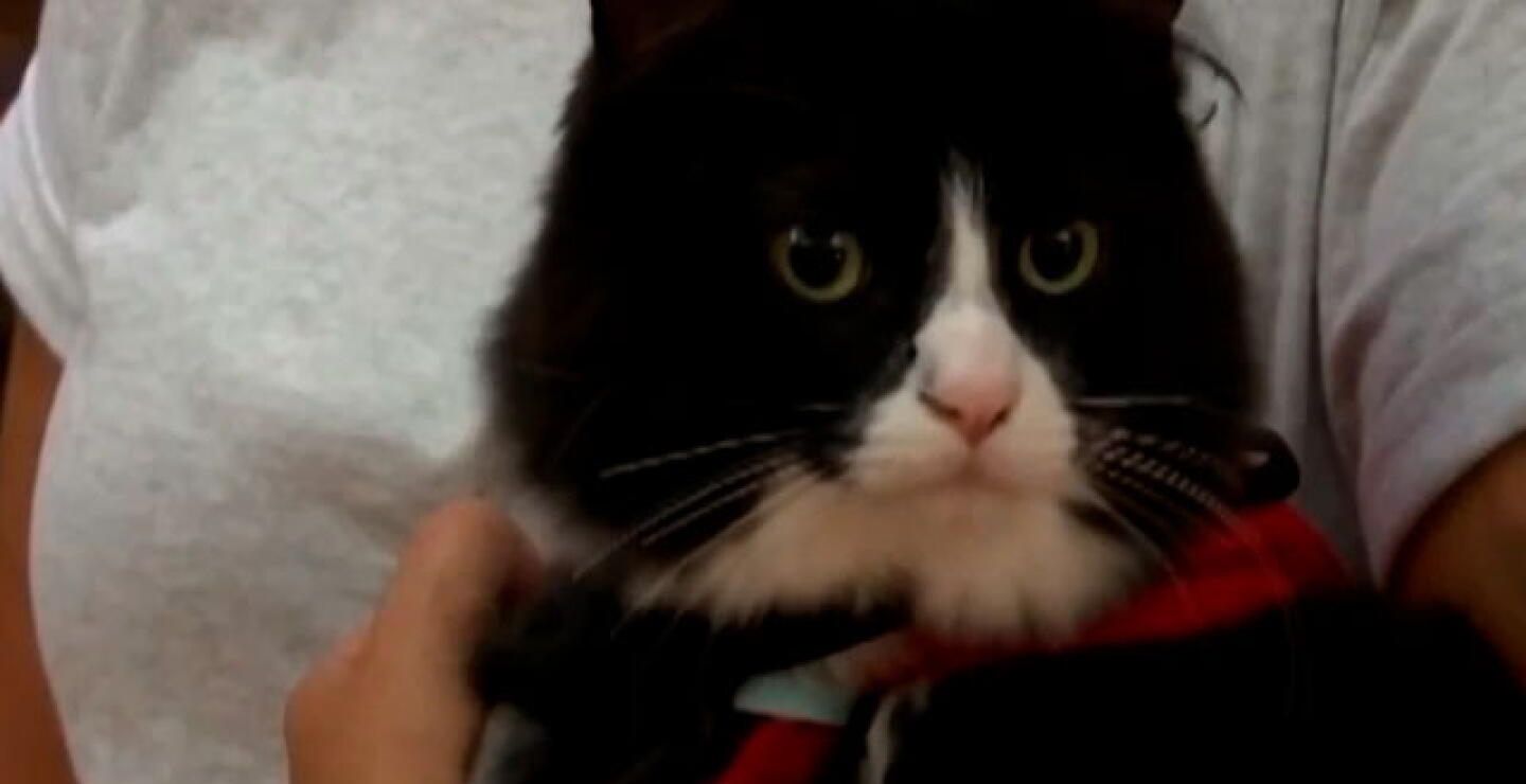 3108gato.jpg