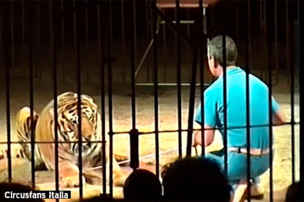 domador-de-tigres.png