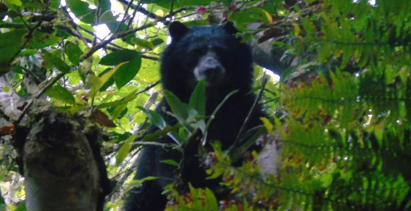 Oso de anteojos