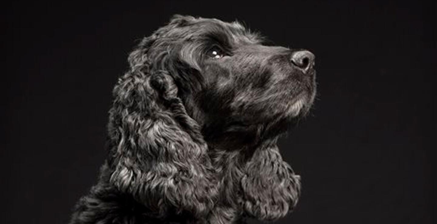 Esa visita al parque fue hace casi dos años, pero inspiró a Levy para que iniciara un proyecto que todavía está ganando atención internacional. Él lo llama el "Black Dogs Project" , una serie que muestra a este tipo de canes sobre fondos negr