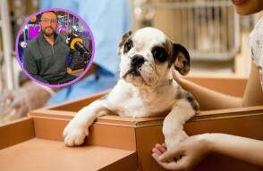 Reconocido veterinario da importantes consejos antes de tomar la decisión de adoptar una mascota