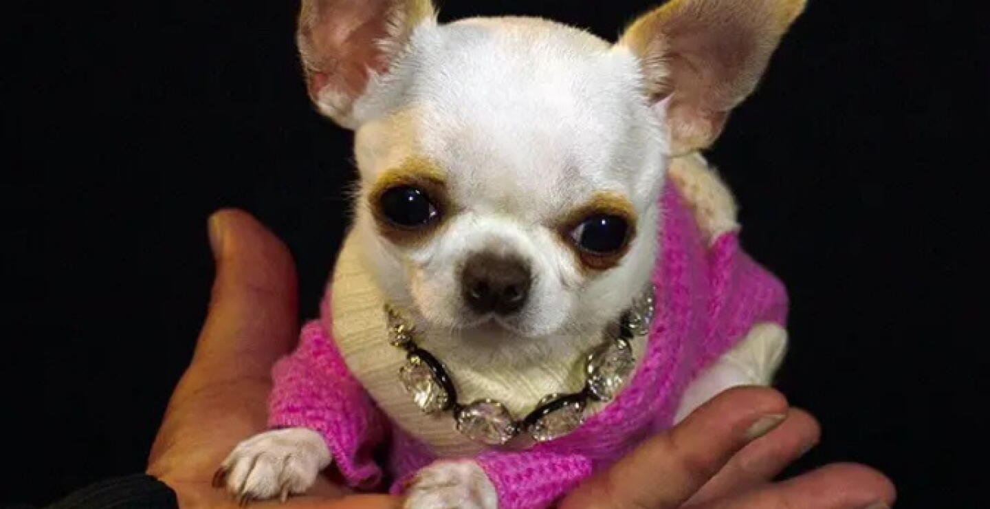 Pearl, la chihuahua que se ganó el récord Guinness por ser el perro más bajito del mundo