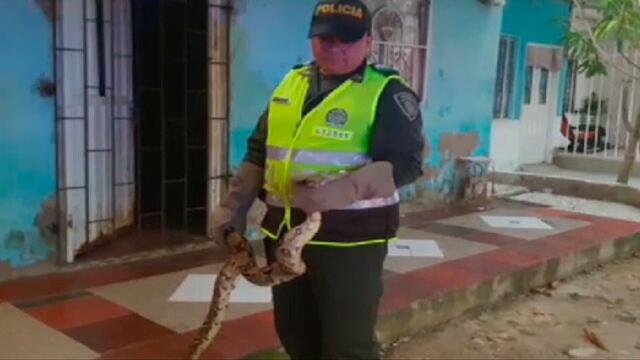 Boas y babillas como estas se están metiendo a las casas en Barranquilla