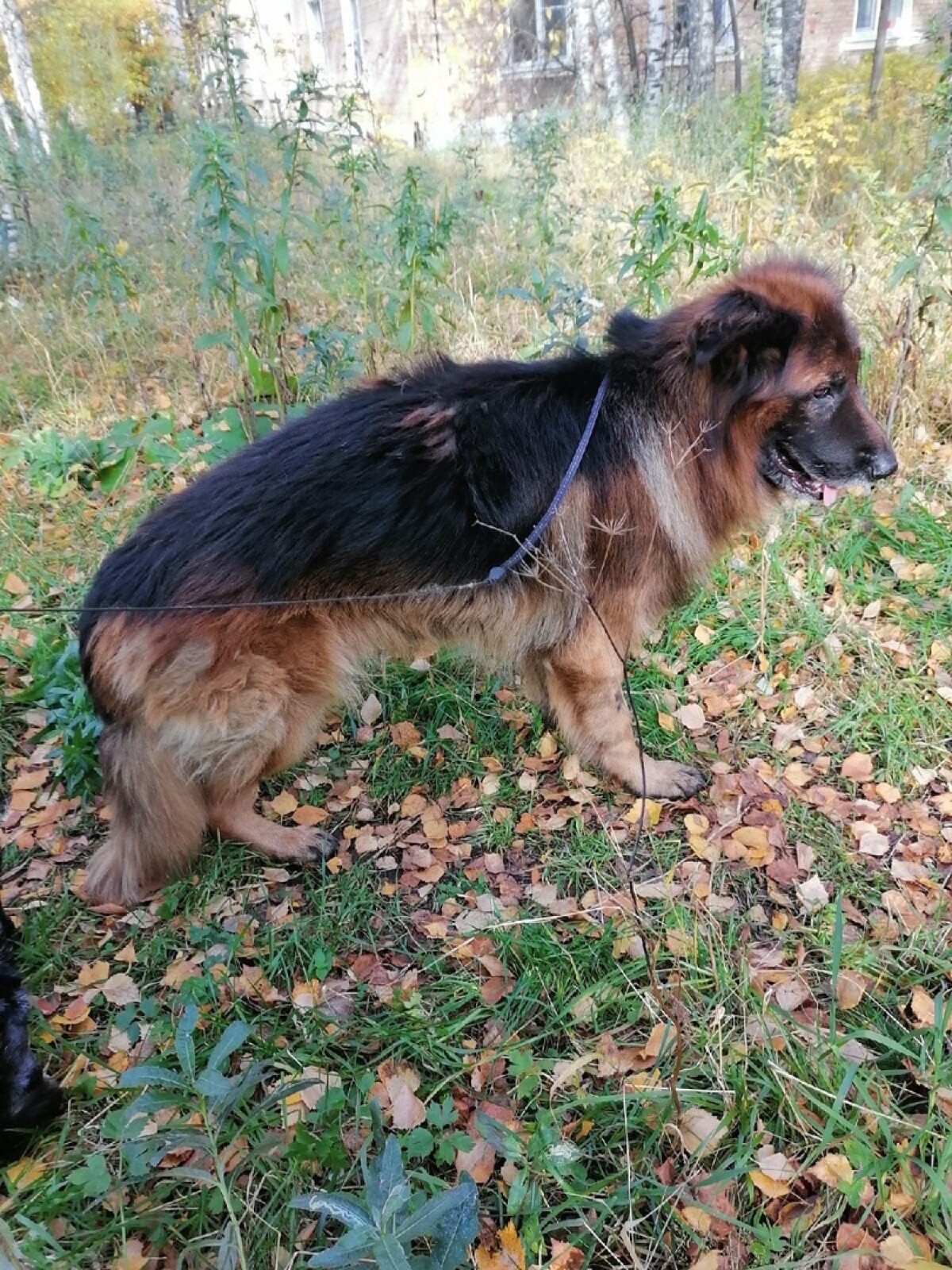 Perro que sobrevivió a sacrificio