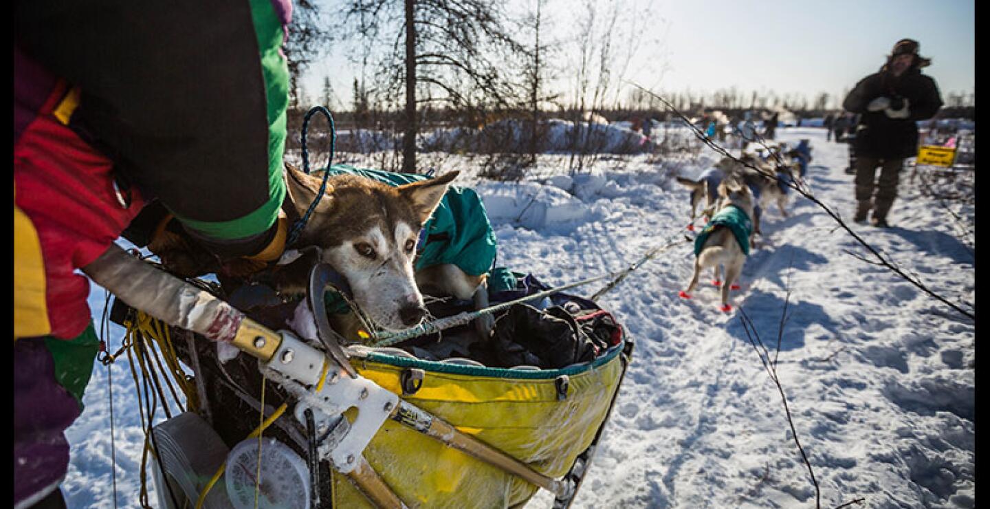 Debido a las condiciones del terreno, el envío de las vacunas debía hacerse a través de trineos halados por perros. 