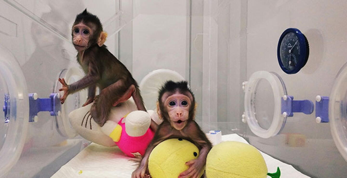 monos.jpg