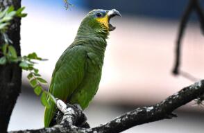 Loro