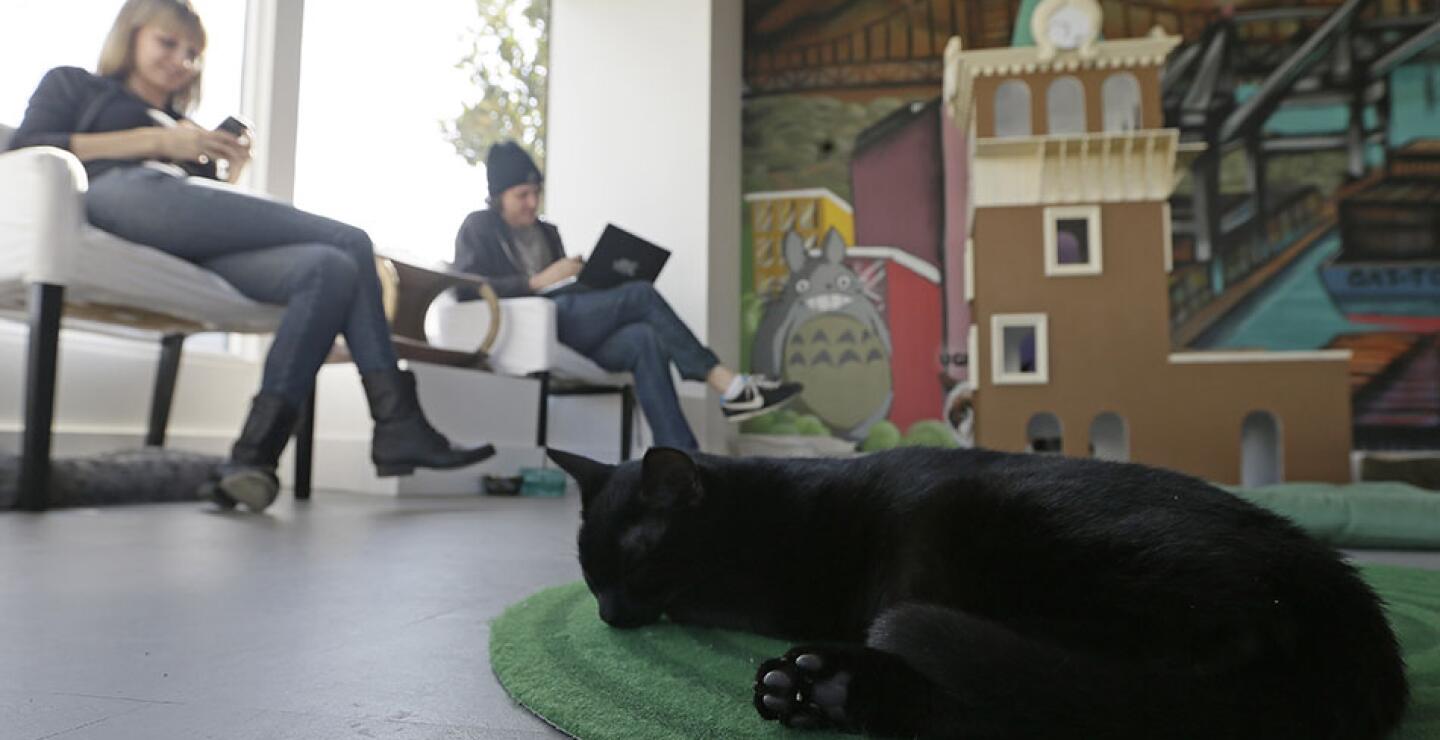 Cat Town Cafe está dando a decenas de visitantes la oportunidad de mezclarse con amigos peludos mientras toman café y mordisquean galletas con forma de gato.