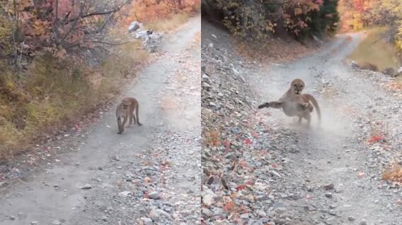 25698_Puma persigue a joven en Utah Estados Unidos - Foto YouTube 25698_Puma persigue a joven en Utah Estados Unidos - Foto YouTube