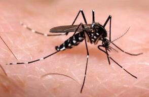 Alerta en el Colombia por casos de dengue: se han registrado más de 50.000