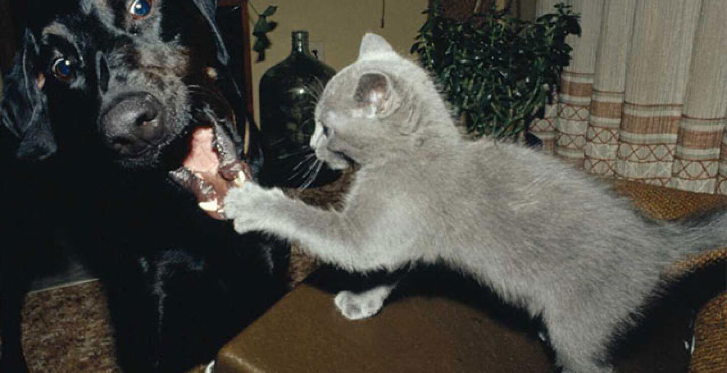 animales.jpg