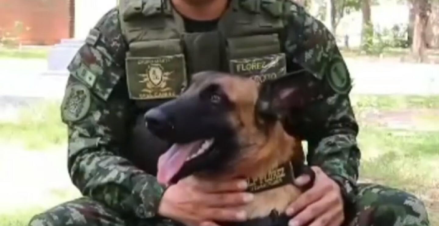 Jackson, el perro antiexplosivos del Ejército Nacional que ha evitado 7 atentados