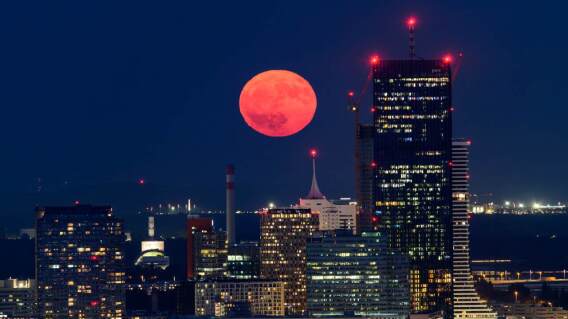 Luna de fresa en Viena. Luna de fresa en Viena.