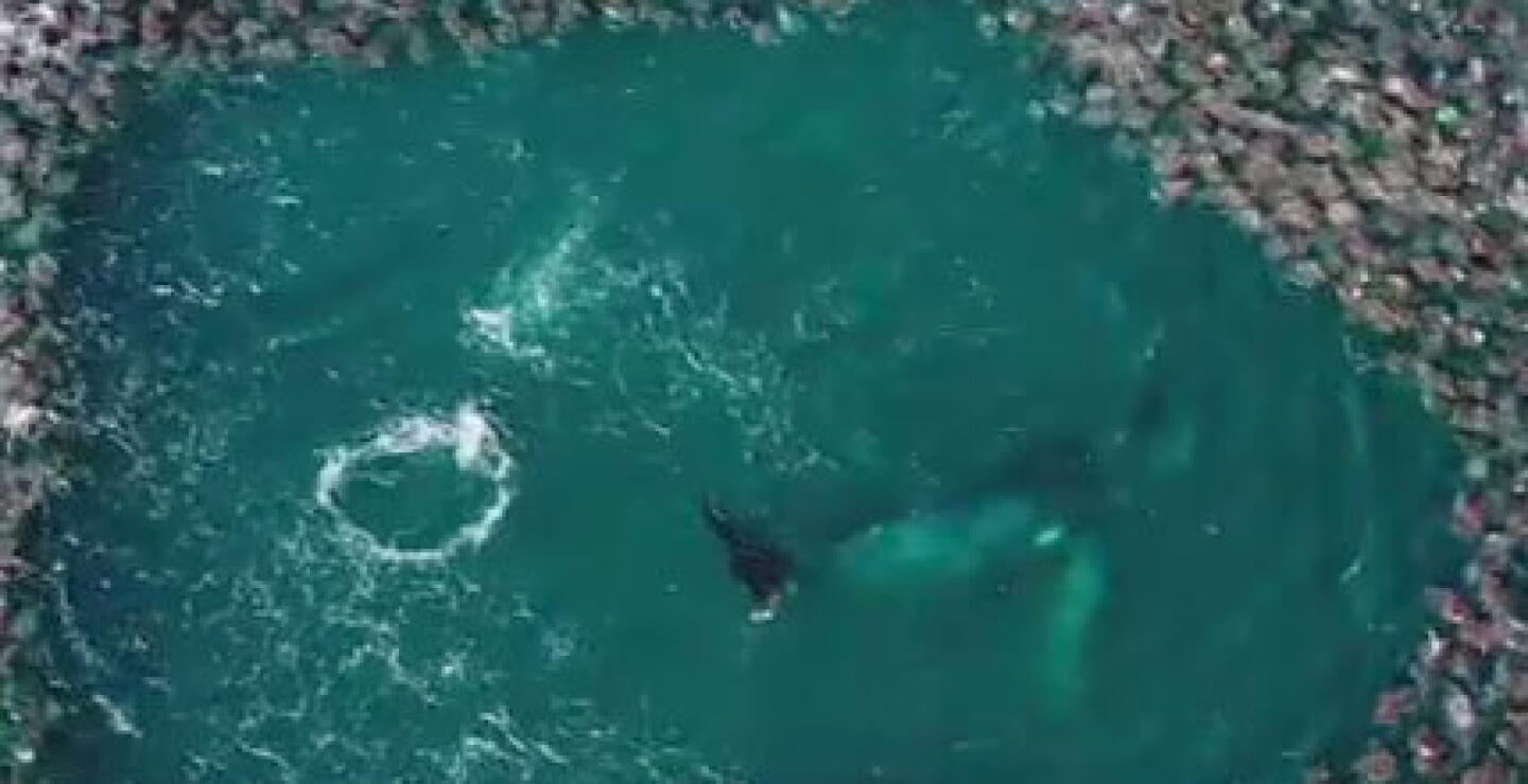 ballena_5.jpg